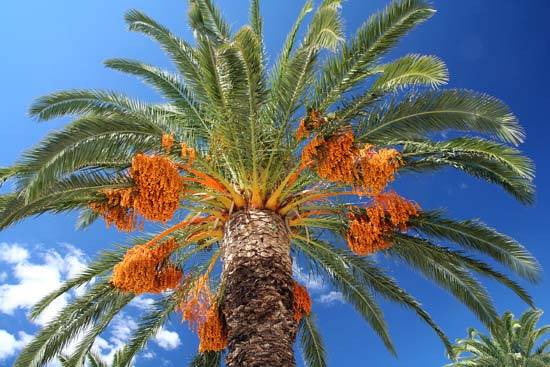 dates fruit